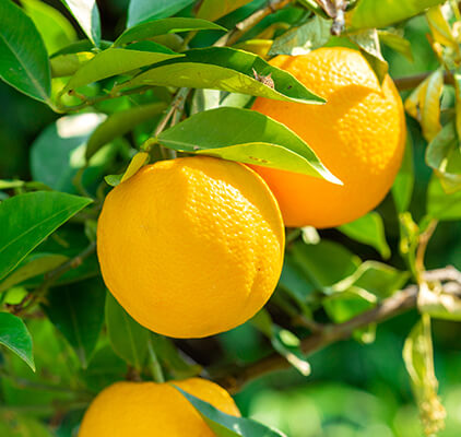 Dalından sofralara..